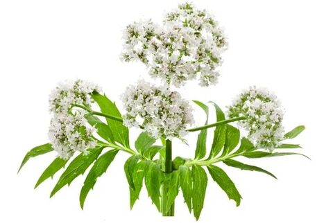 Cardiol sisaldab Valerian officinalis't